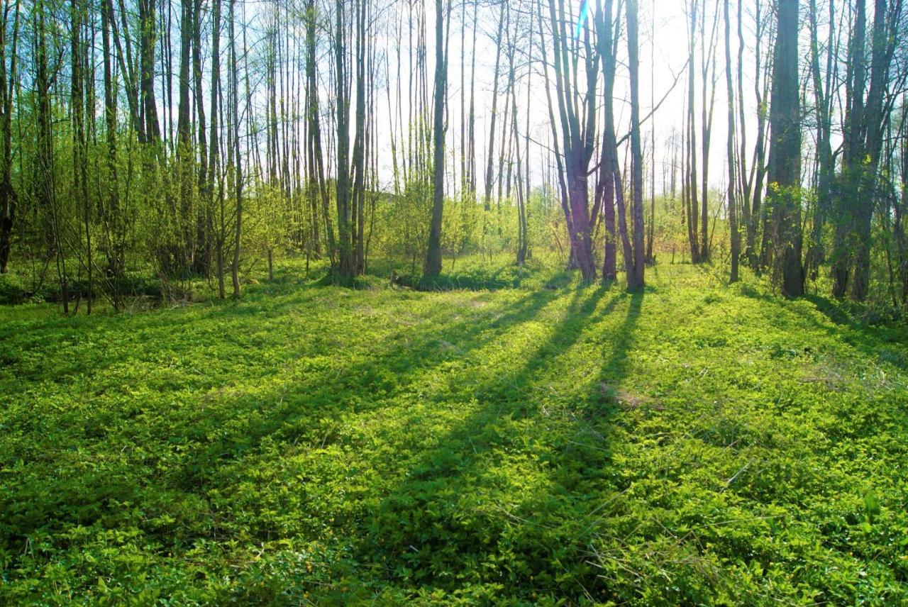 Losiowate Gospodarstwo Agroturystyczne Rybaki  外观 照片